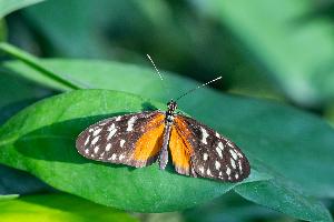 Frühlingserwachen im Schmetterlingshaus der Wilhelma